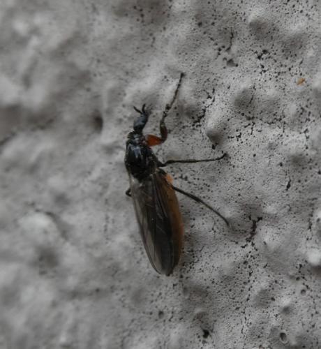 Réf. 341 642 : Dilophus antipedalis